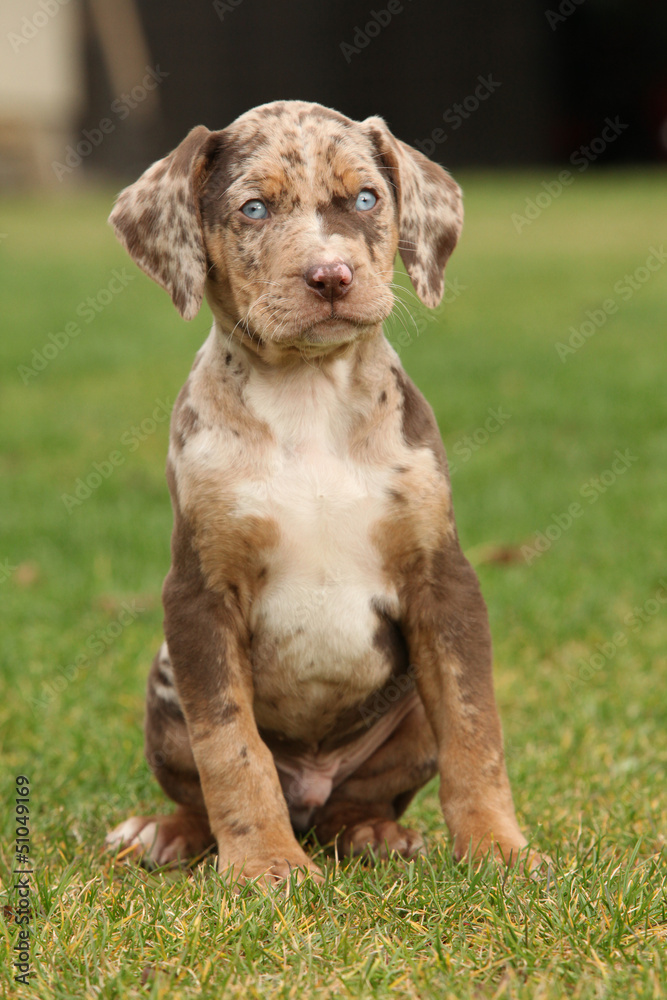 Louisiana Catahoula puppy on the grass Louisiana Catahoula puppy on the grass