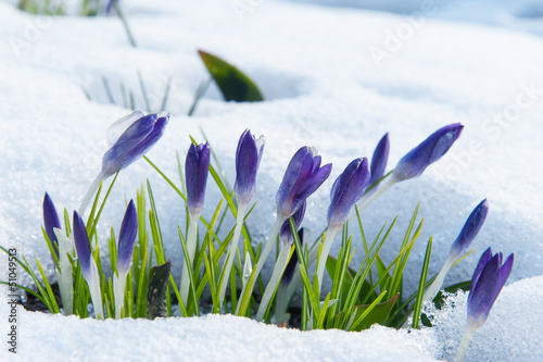 Violette Krokusse wachsen durch den Schnee im zeitigen Frühjahr photo