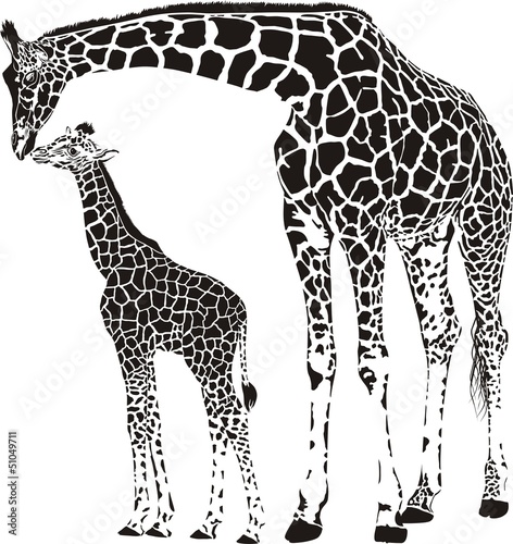 Family of giraffes