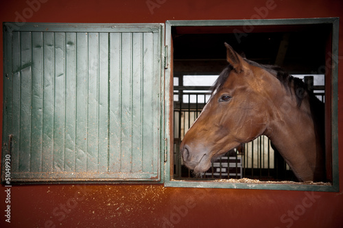 ritratto di cavallo photo