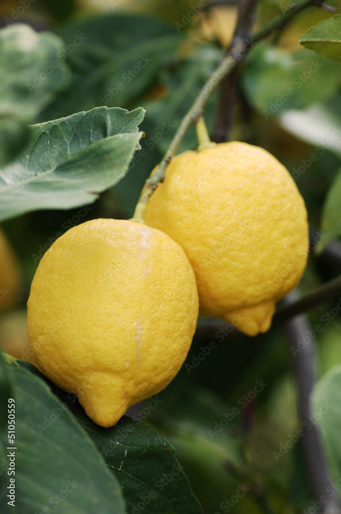 Lemon Tree With Fruits