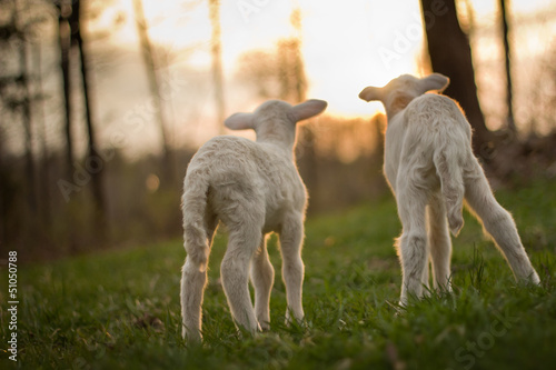 twin lambs in pasture