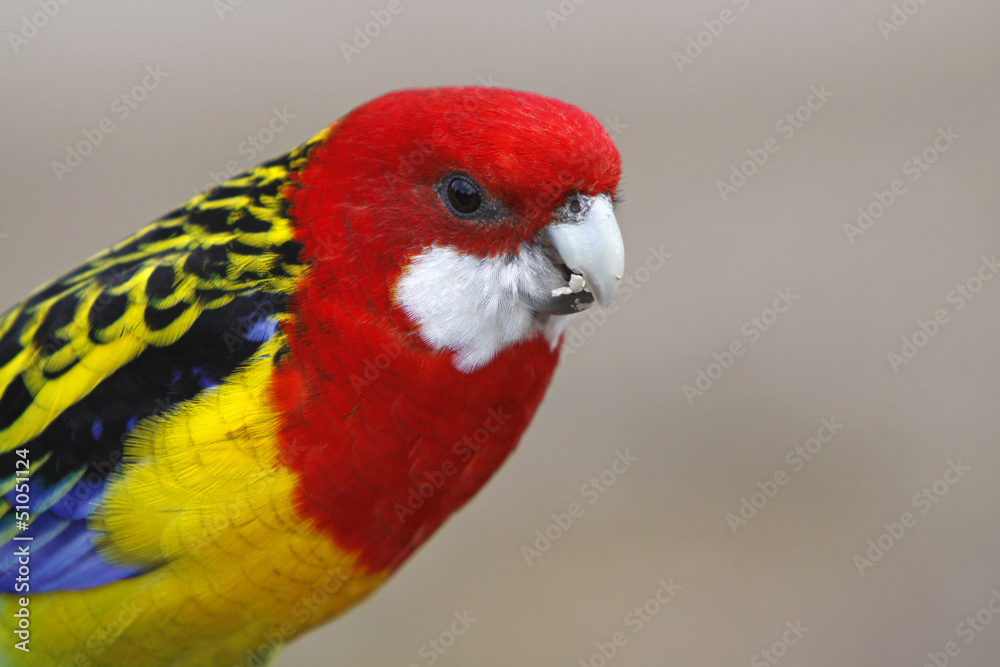 Fototapeta premium Rosella