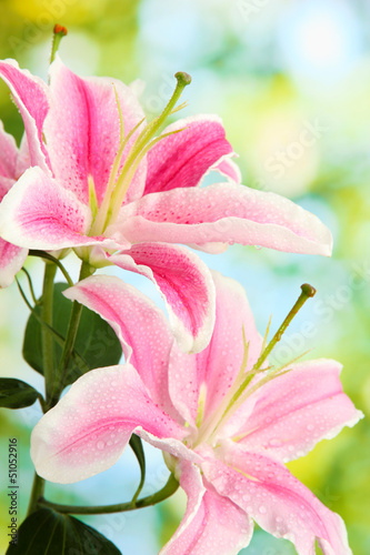 Fototapeta Naklejka Na Ścianę i Meble -  beautiful pink lily, on green background