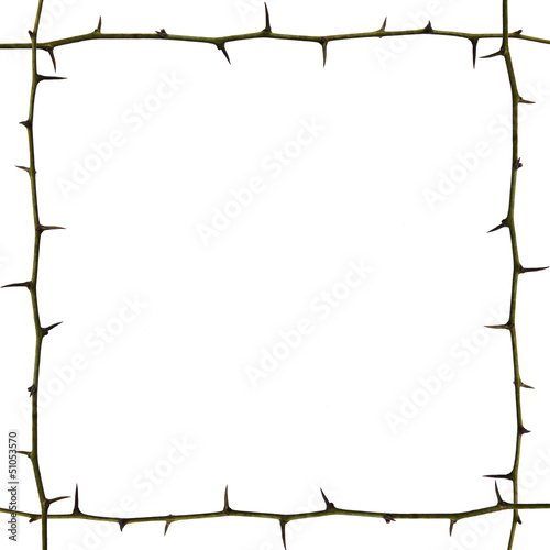 Branch with spines frame