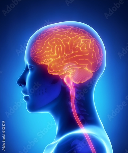 Female brain anatomy lateral view