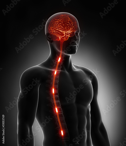 Spinal cord nerve energy impulses into brain
