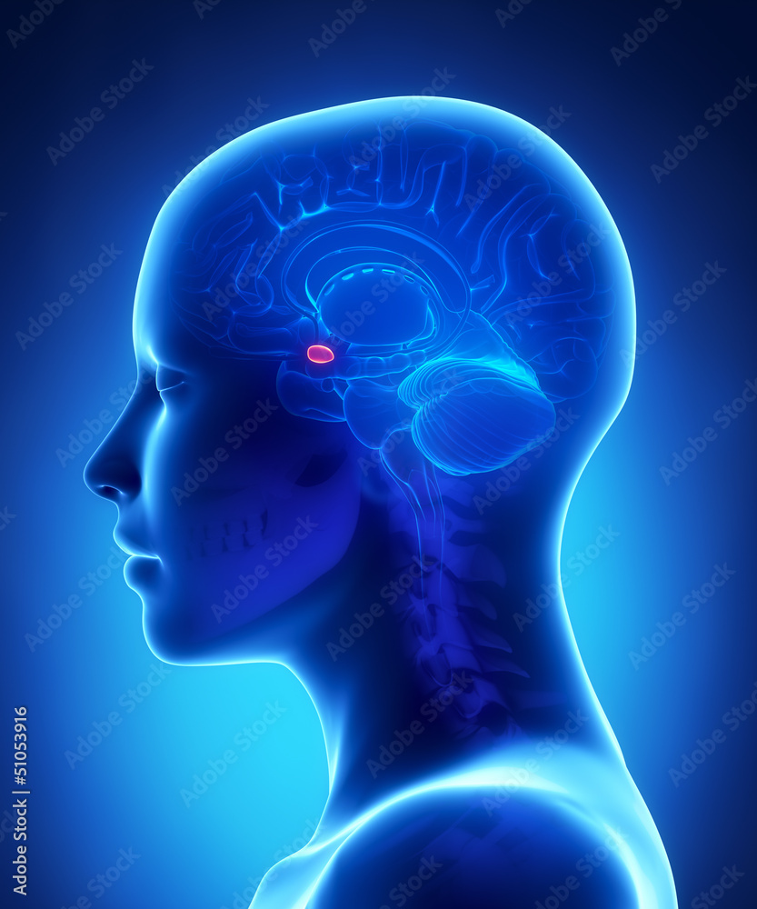 Amygdala - female brain anatomy lateral view Amygdala - female brain anatomy lateral view