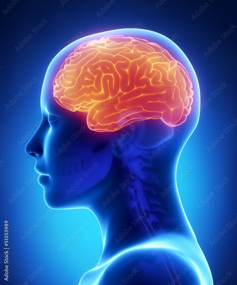 Cerebrum - female brain anatomy lateral view Cerebrum - female brain anatomy lateral view