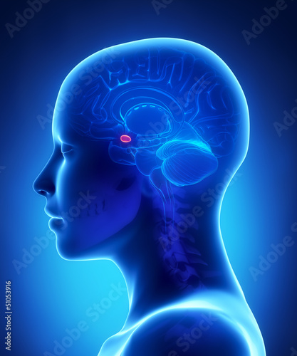 Amygdala - female brain anatomy lateral view photo