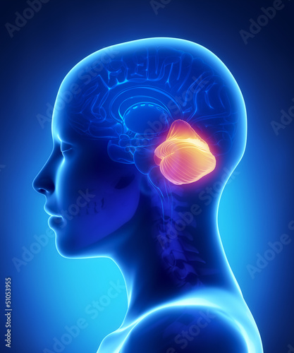Cerebellum - female brain anatomy lateral view photo