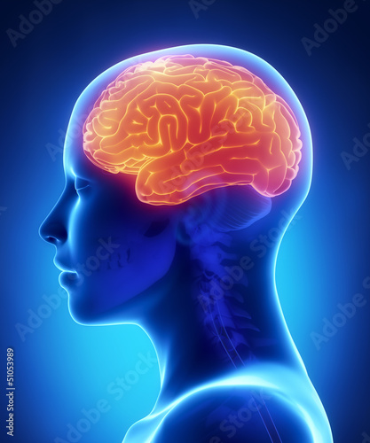 Cerebrum - female brain anatomy lateral view