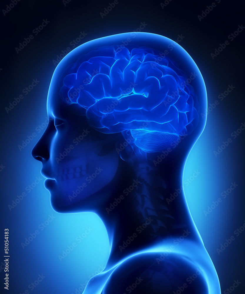 Brain x-ray view Brain x-ray view