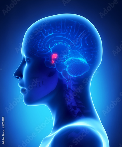Pituitary gland - female brain anatomy lateral view photo