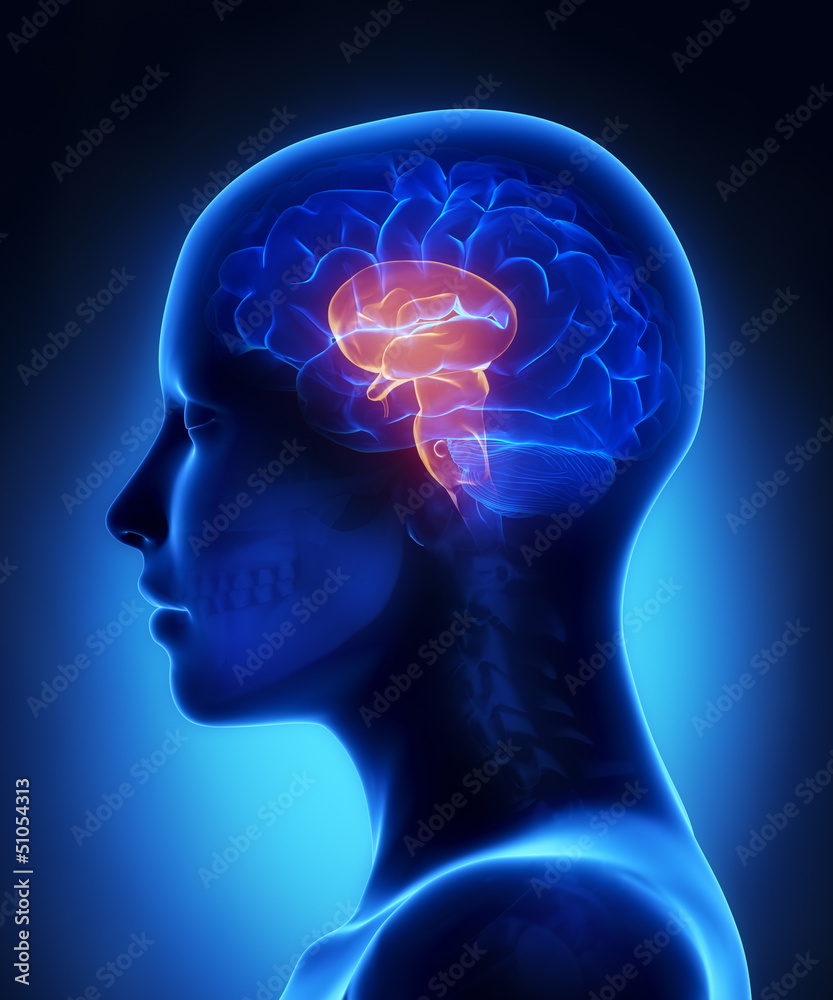 Brain stem - female brain anatomy lateral view Brain stem - female brain anatomy lateral view