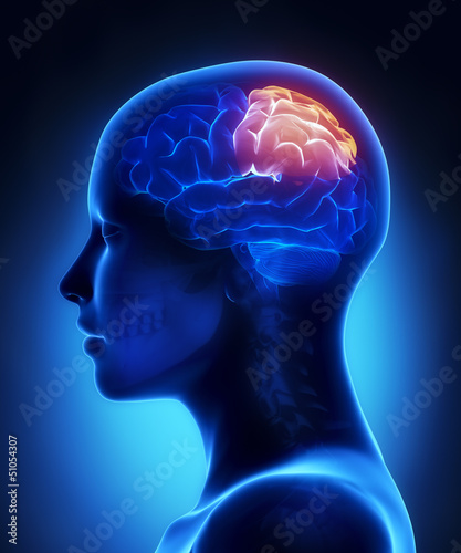 Parietal lobe - female brain anatomy lateral view photo