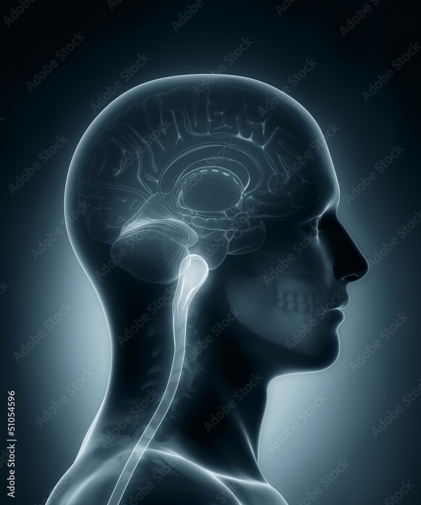 Medulla medical x-ray scan Medulla medical x-ray scan