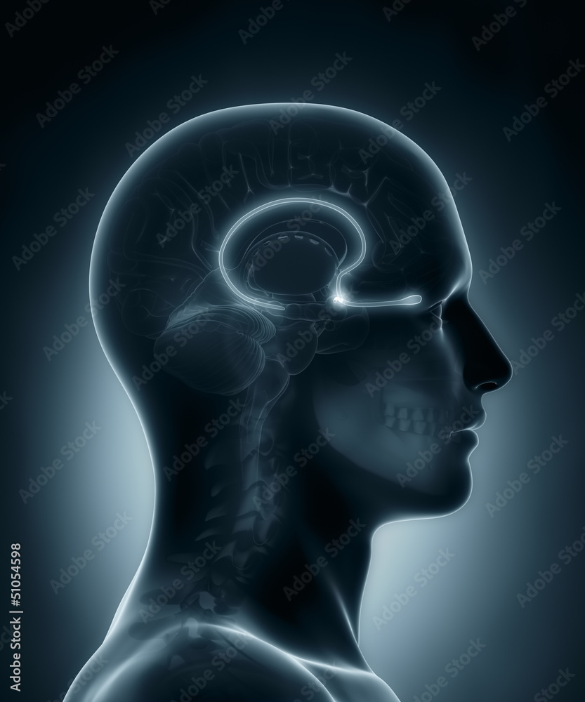 Olfactory bulb medical x-ray scan Olfactory bulb medical x-ray scan