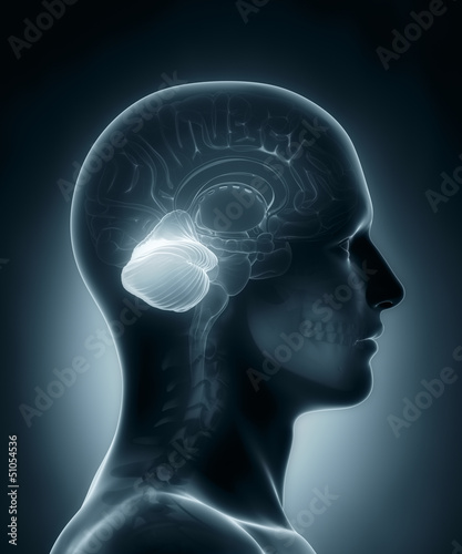 Cerebellum medical x-ray scan