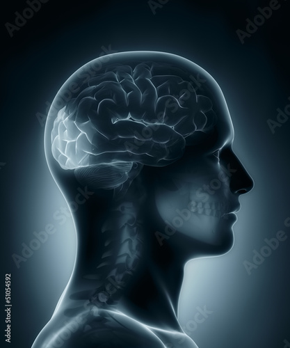 Occipital lobe medical x-ray scan