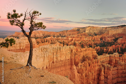 Tree in Bryce Canyon USA