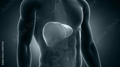 Male x-ray liver anatomy in loop