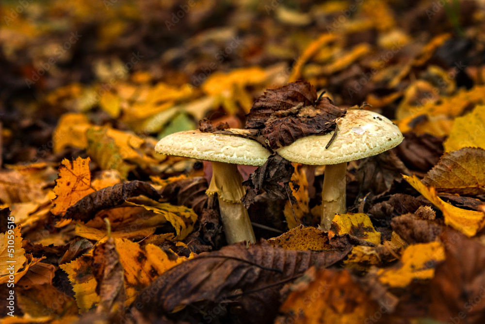 Knollenblätterpilz Knollenblätterpilz
