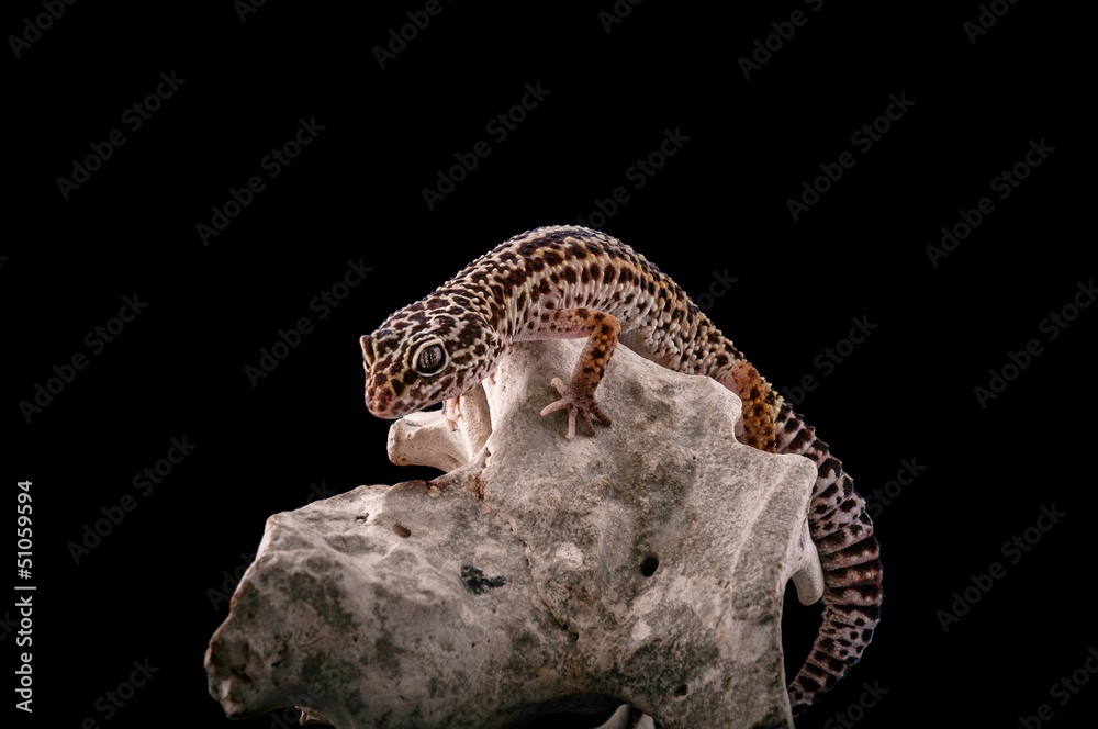 Obraz premium Leopard gecko