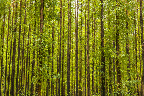 Eucalyptus forest © beto_chagas