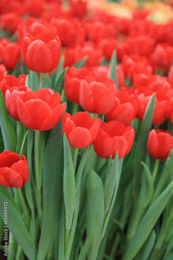Beautiful tulip garden,Nonthaburi,Thailand Beautiful tulip garden,Nonthaburi,Thailand
