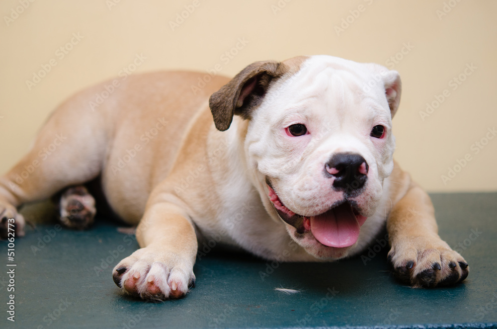 Fototapeta premium ブルドッグの子犬、4ヶ月