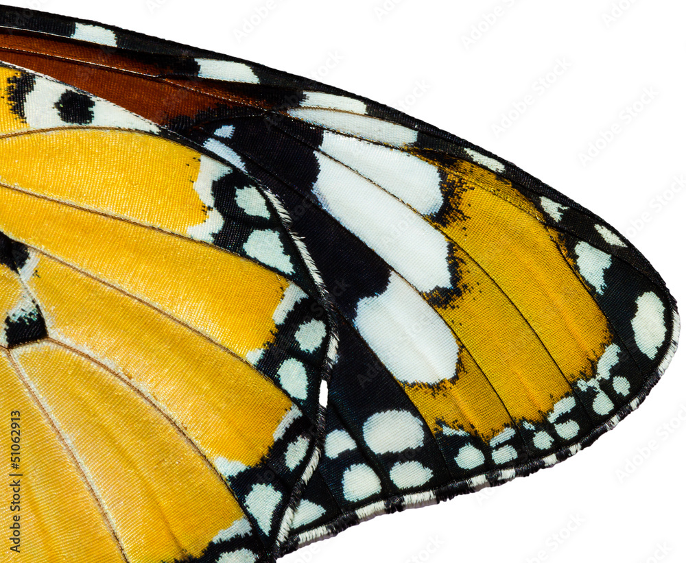 Texture of plain tiger butterfly Texture of plain tiger butterfly