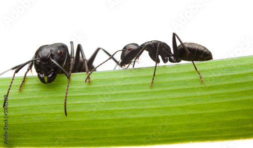 Two ants on grass blade © abet