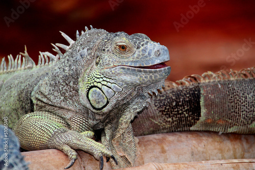 Un iguane.