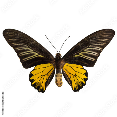 Male golden birdwing butterfly