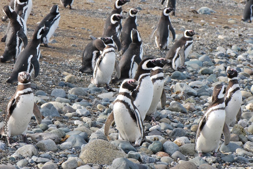 Obraz premium Pinguine