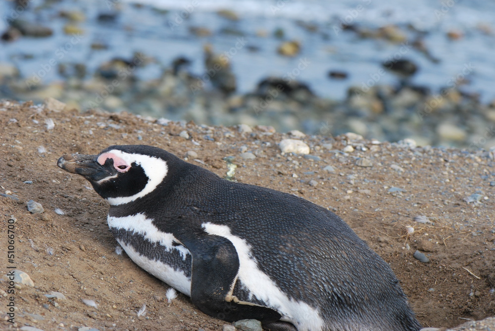Naklejka premium Pinguin