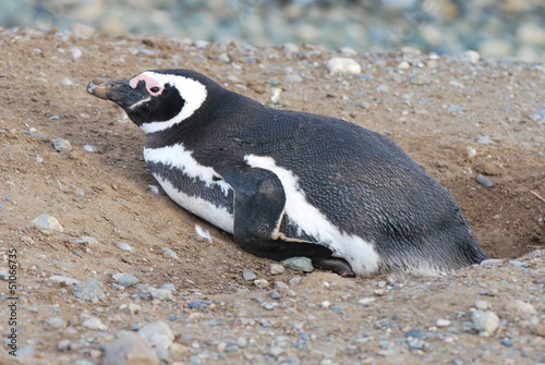 Pinguin photo