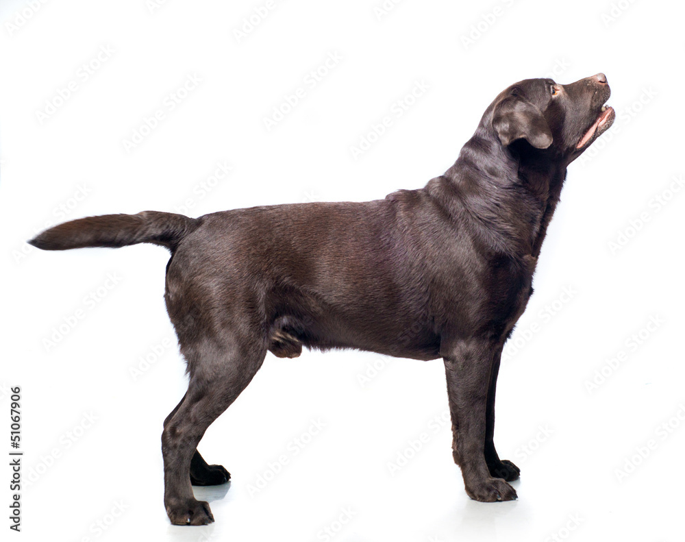 Obraz premium retrivet dog