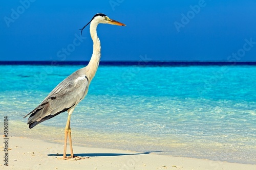 Bird is on the morning beach © Malbert