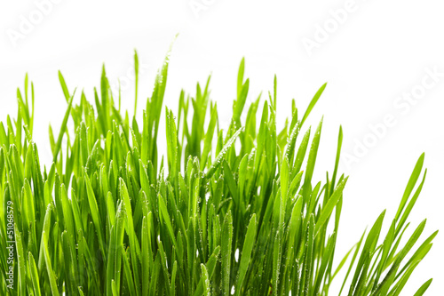 Wet green grass