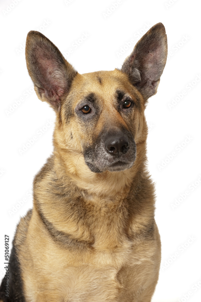 German shepherd dog - Deutscher Schäferhund