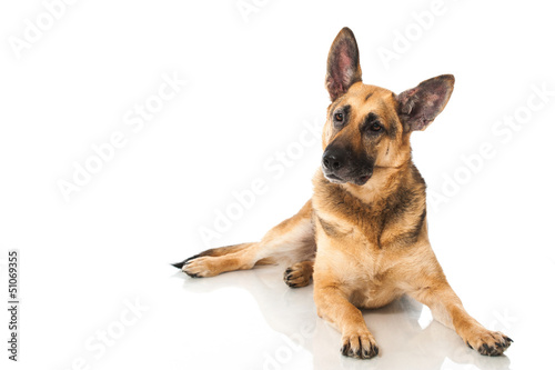 German shepherd dog - Deutscher Schäferhund