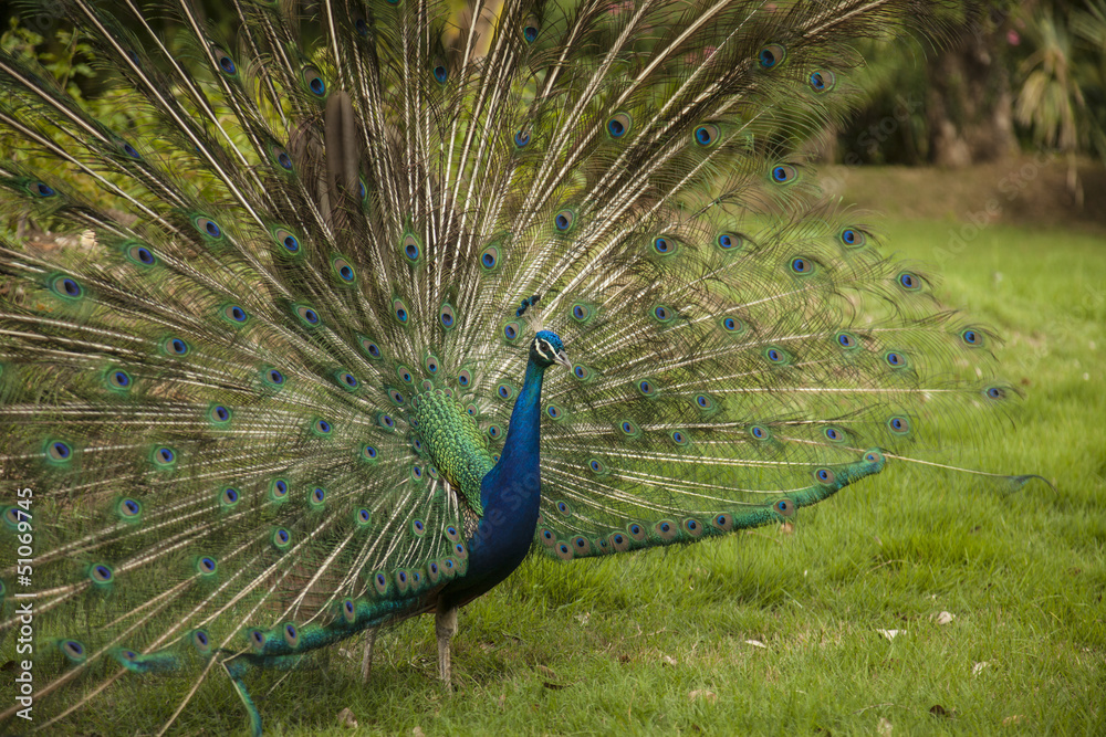 Obraz premium beautiful peacock