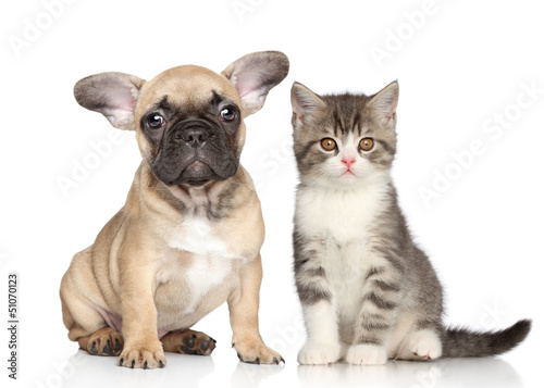 Fototapeta Naklejka Na Ścianę i Meble -  Puppy and kitten