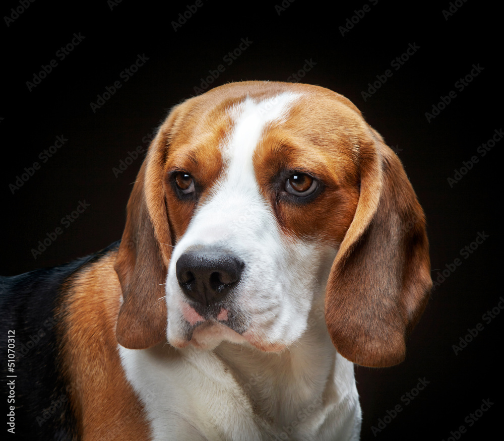 Portrait of young dog beagle