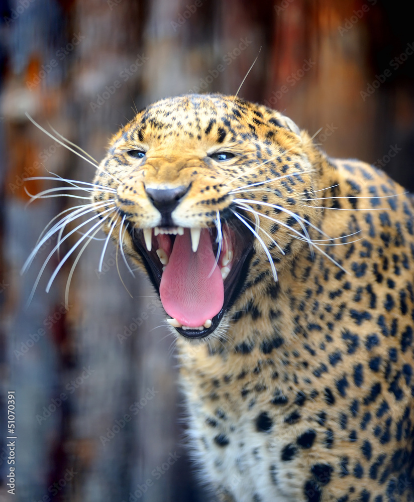 Obraz premium Leopard