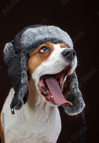 Portrait of young dog beagle © Mara Zemgaliete