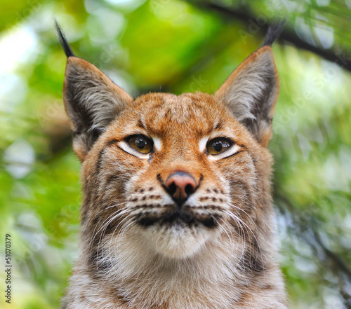 Lynx © nmelnychuk