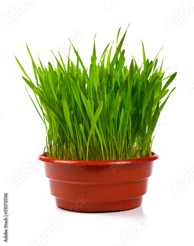 grass in flowerpot isolated on white